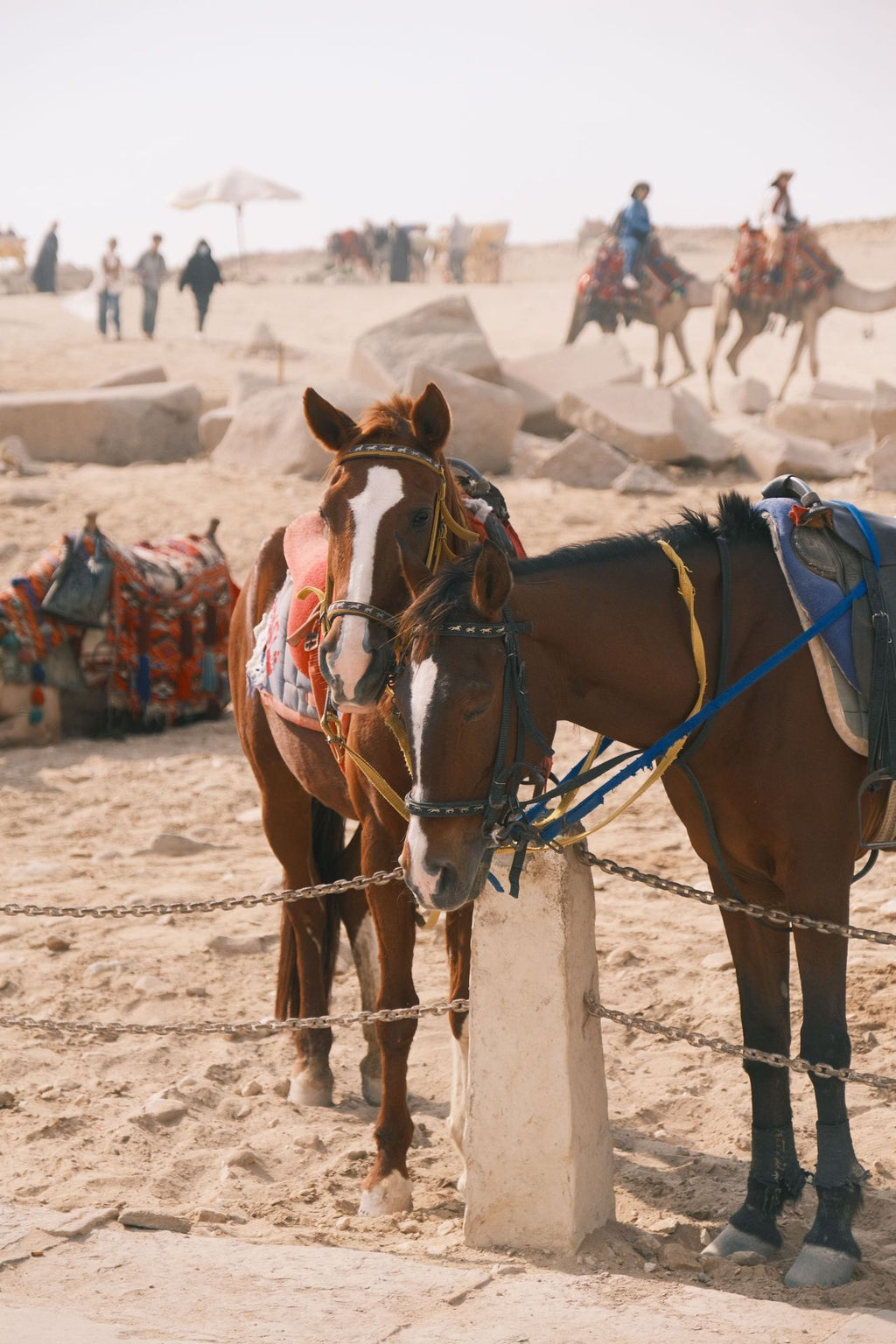 Egypt: Iconic Giza Pyramids Horseback Ride with Museum Entry & Private Guide