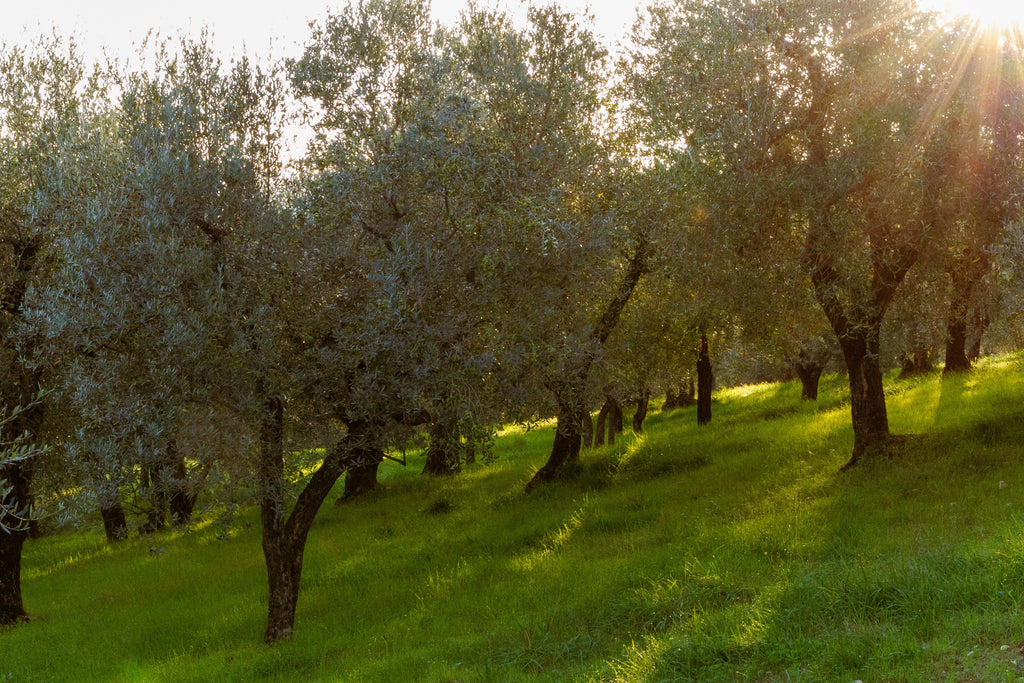 Tuscany - The Art of Glamping