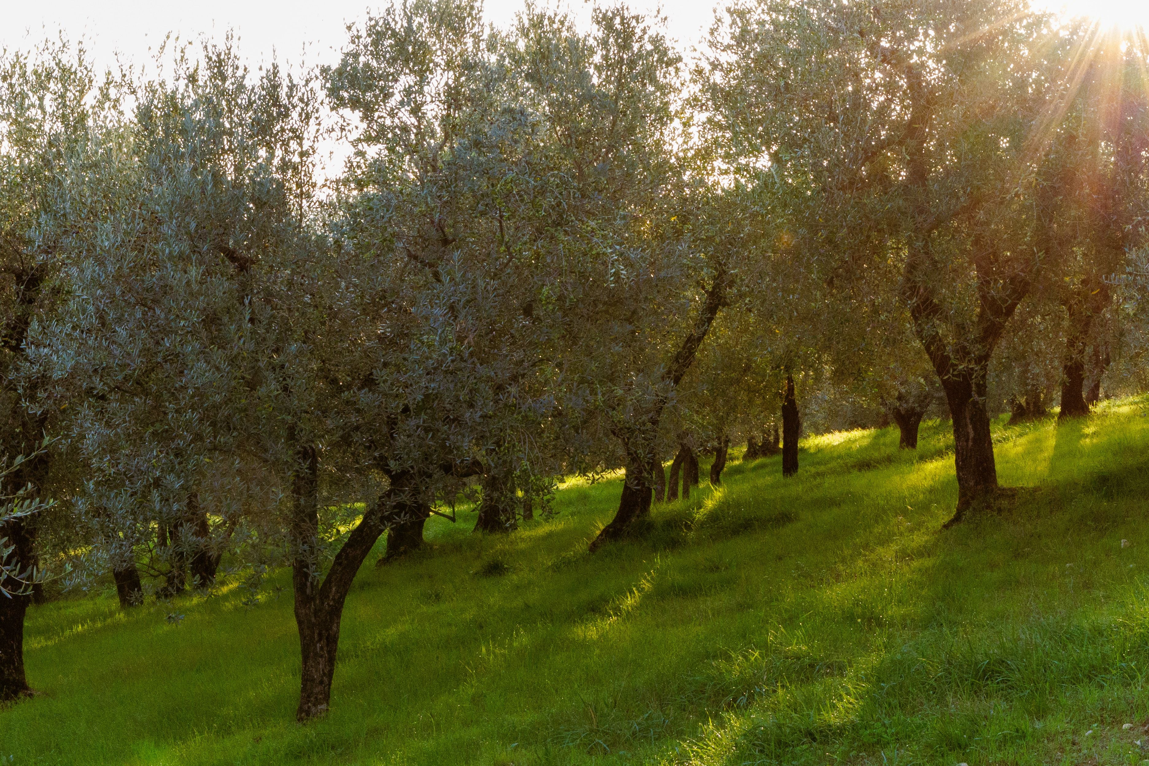 Tuscany - The Art of Glamping