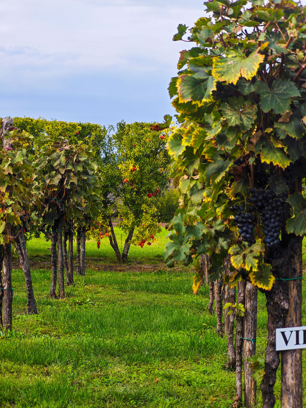 Barcelona Private Vineyard Horseback & Gourmet Wine Journey