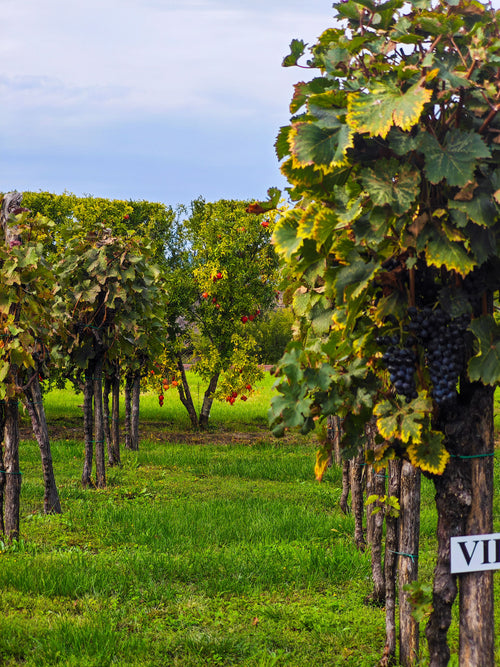 Barcelona Private Vineyard Horseback & Gourmet Wine Journey