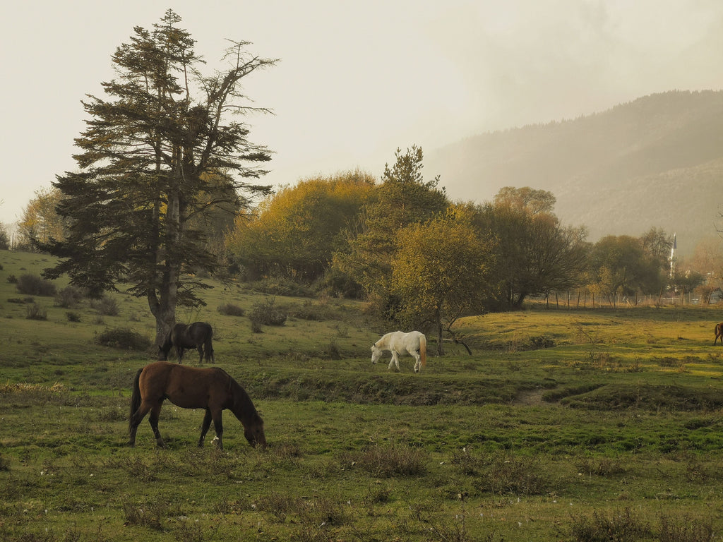 Horse & Countryside Immersion in Kalamata, Greece