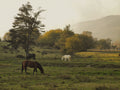 Horse & Countryside Immersion in Kalamata, Greece